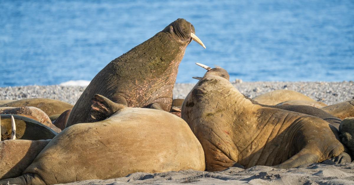 Остров Врангеля: как добраться, что посмотреть, интересные факты