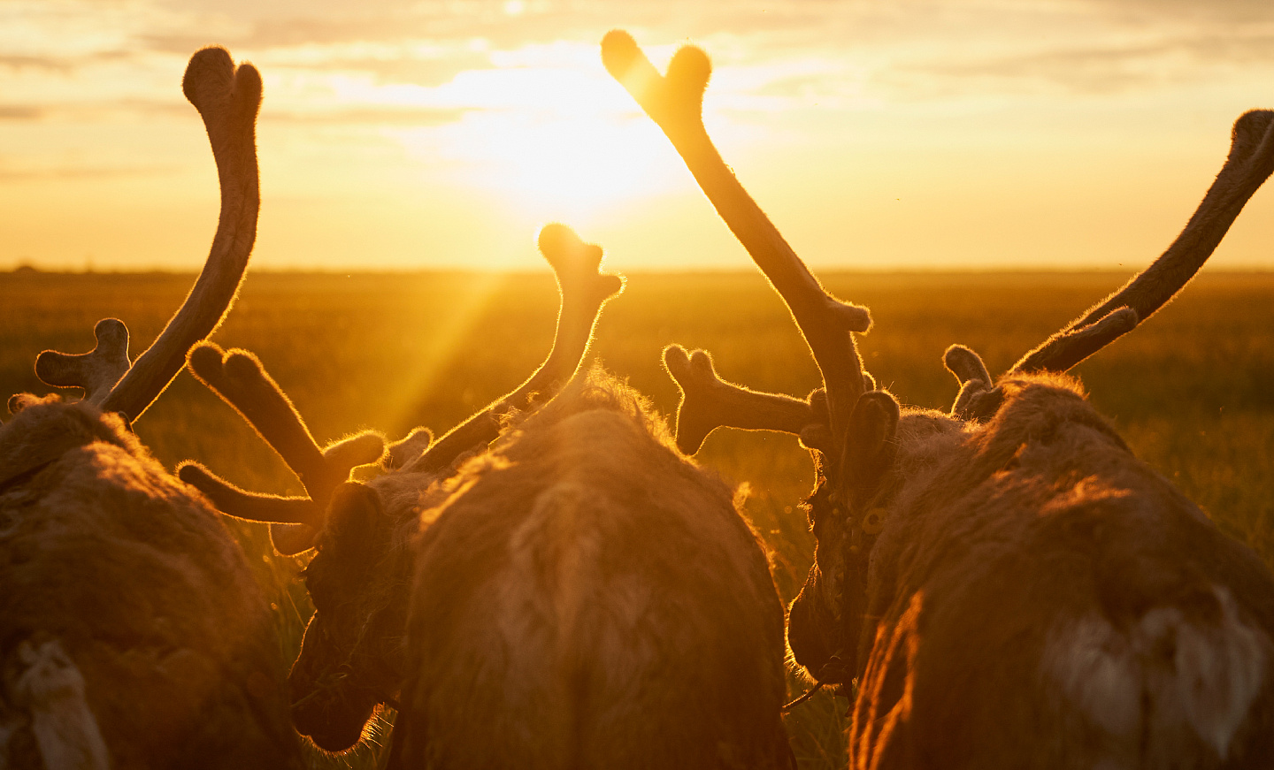 Исследуйте русский Север
