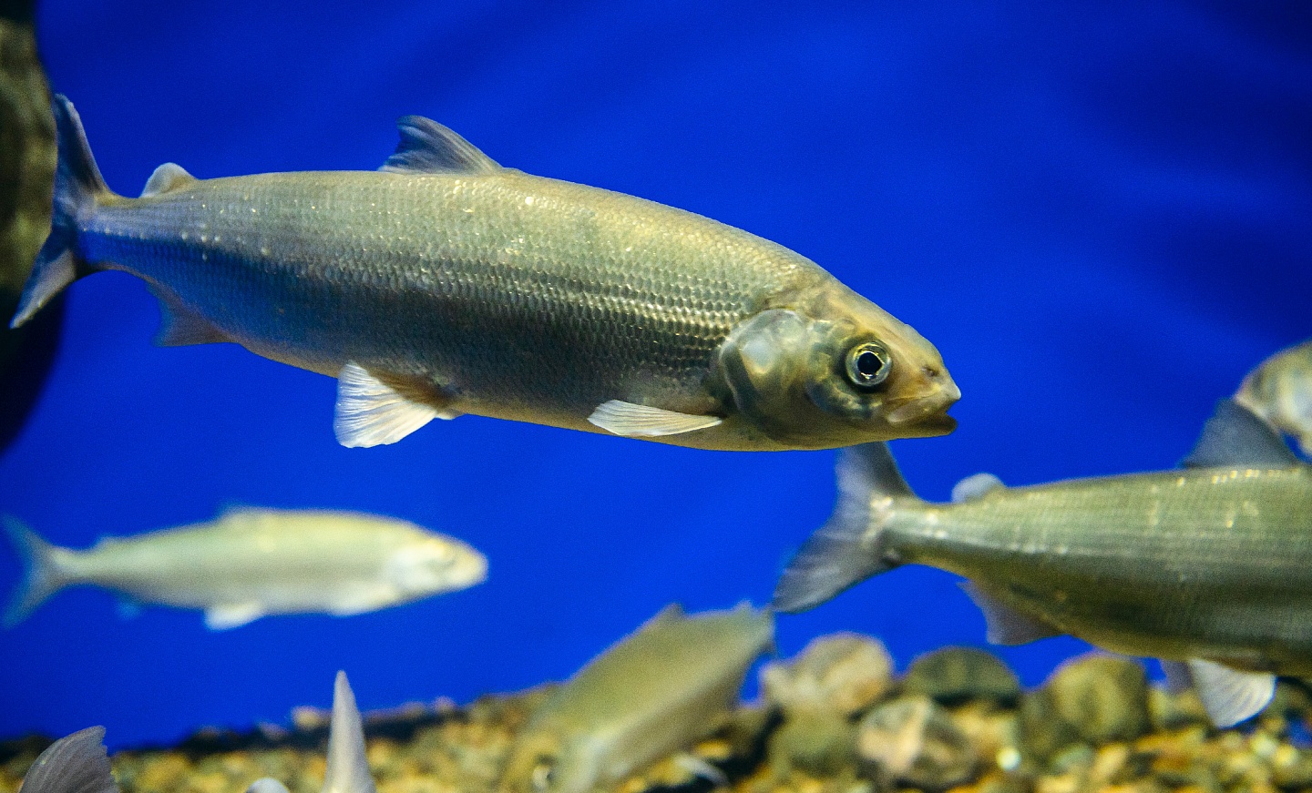 Музей Байкала в Листвянке