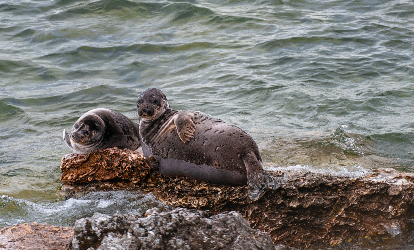 Нерпы в естественной среде обитания