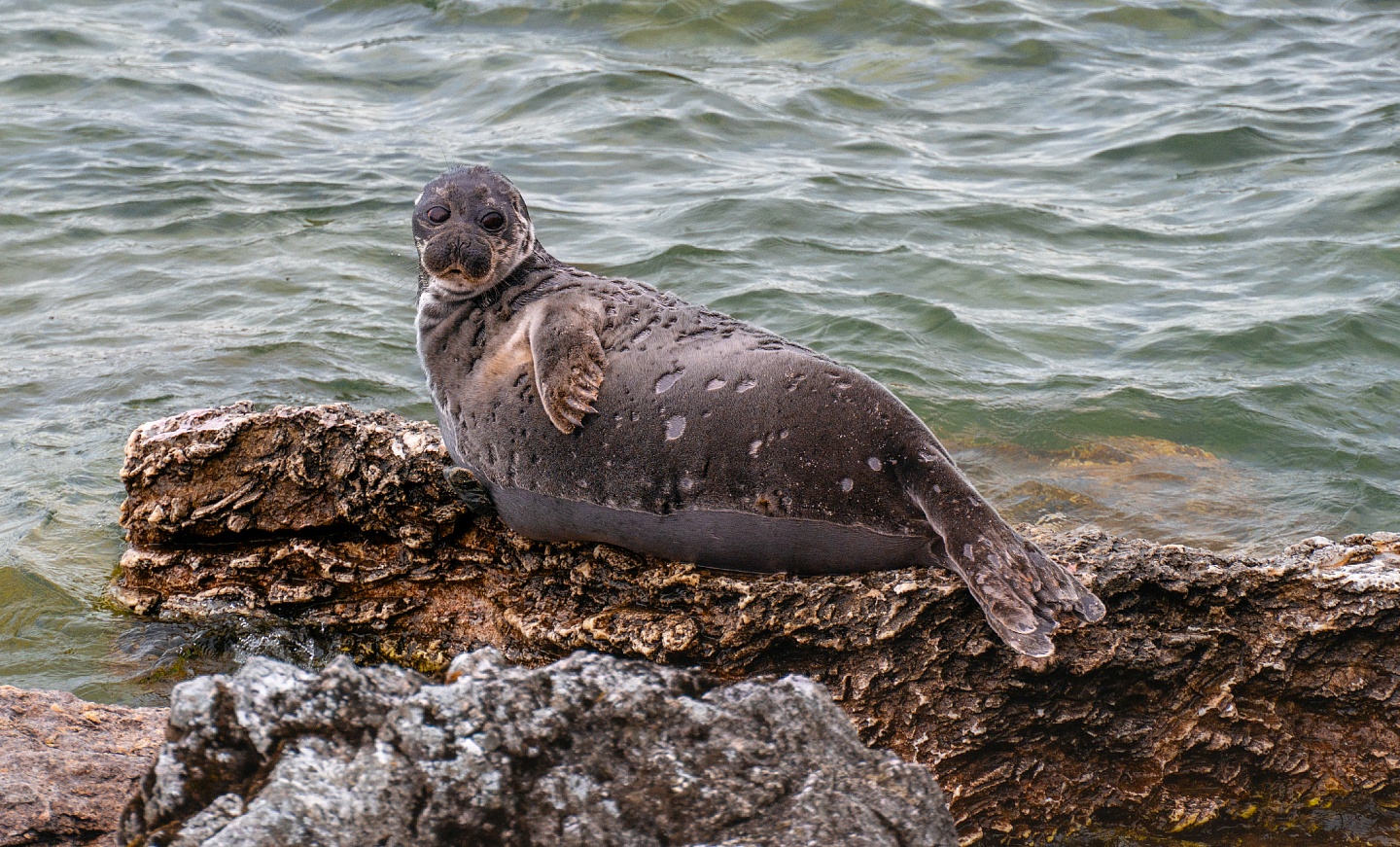 Редкие животные и птицы Байкала