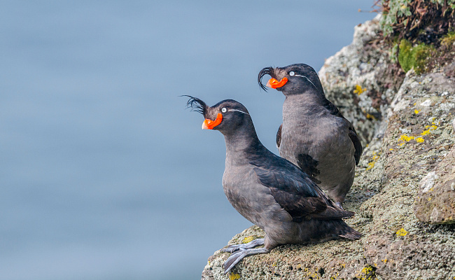 Остальной мир.svg